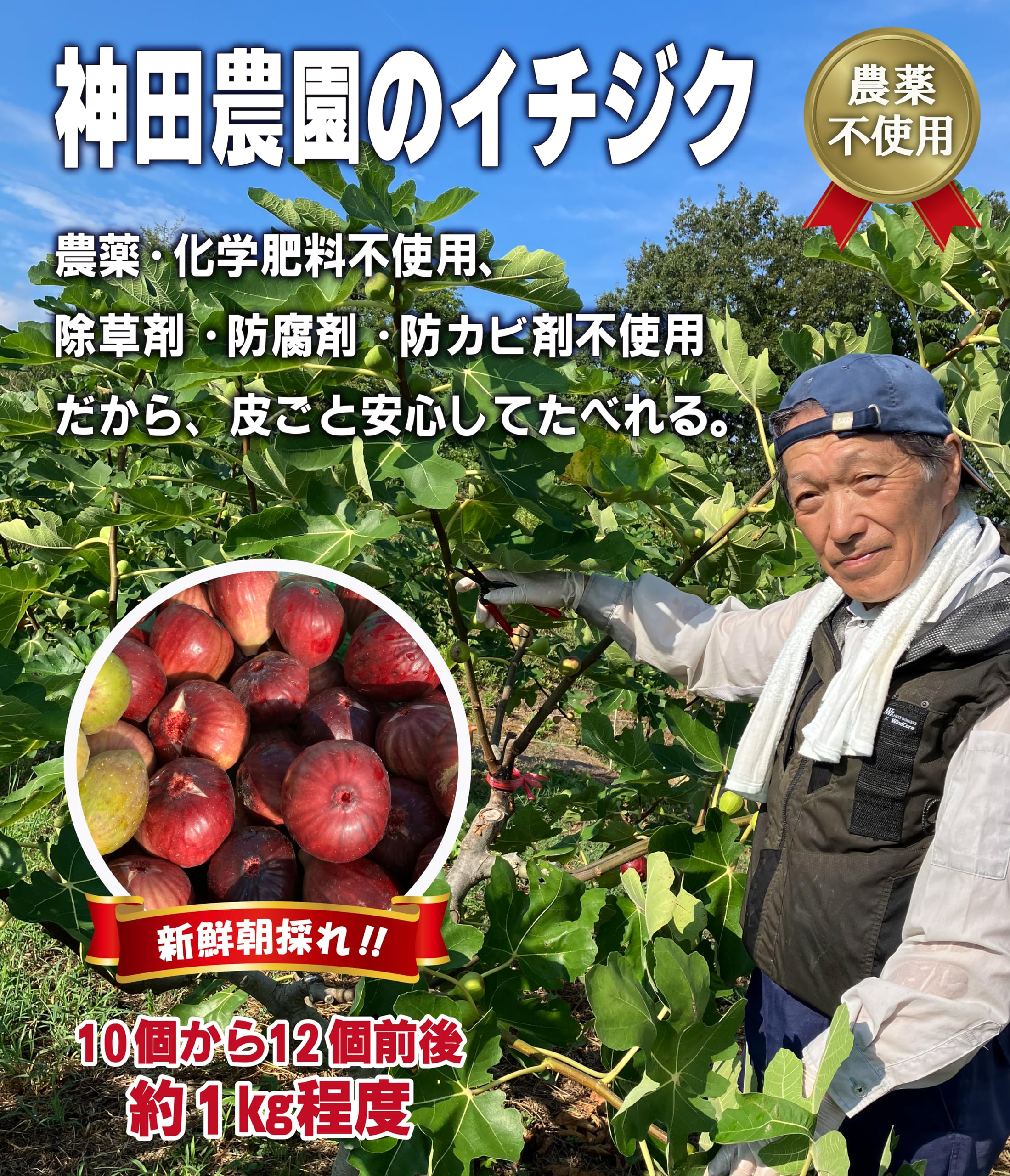 朝採り】農薬・化学肥料栽培期間中不使用イチジクいちじく表️